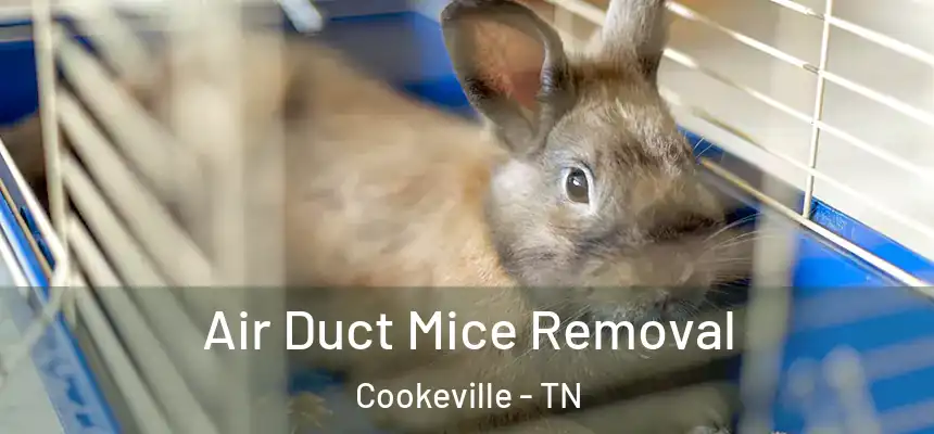  Air Duct Mice Removal Cookeville - TN